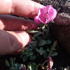 Oenothera deserticola