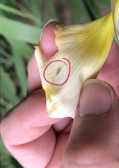 Ectopsocus californicus