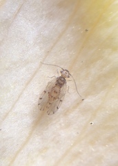 Ectopsocus californicus