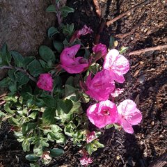 Oenothera deserticola