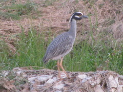 Nyctanassa violacea