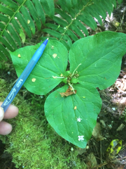 Trillium albidum