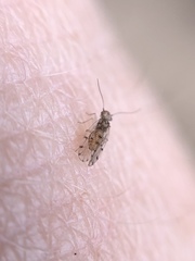 Ectopsocus californicus