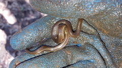 Liodytes rigida sinicola