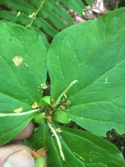 Trillium albidum