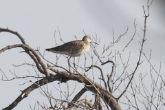 Tringa semipalmata semipalmata
