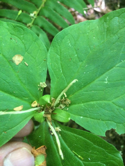 Trillium albidum