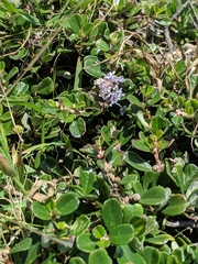 Ceanothus maritimus