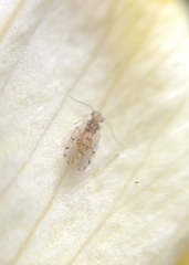 Ectopsocus californicus