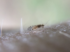 Ectopsocus californicus