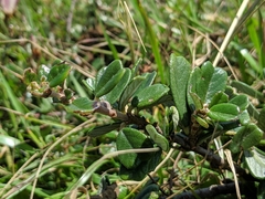 Ceanothus maritimus
