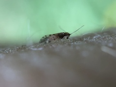 Ectopsocus californicus