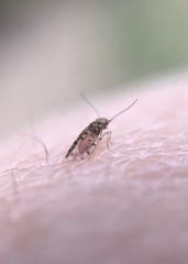 Ectopsocus californicus