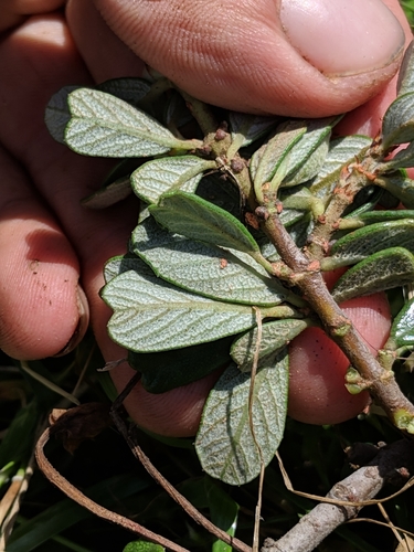Image of Ceanothus maritimus by no rights reserved
