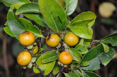 Diospyros samoensis