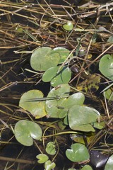 Nymphoides