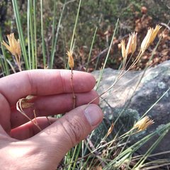 Tagetes foetidissima