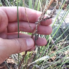 Tagetes foetidissima
