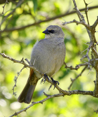 Greyish Baywing photo 2