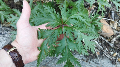 Image of Geranium maderense by (c) Paul Bell-Butler, some rights reserved (CC BY)