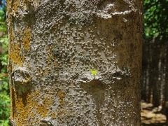 Maclura tinctoria