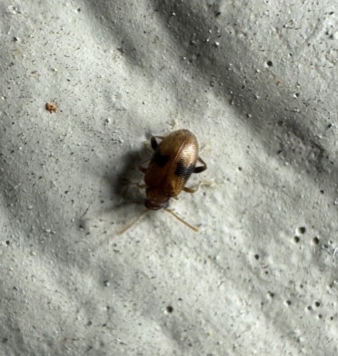 Zonantes subfasciatus