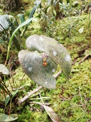 Pleurothallis cordata