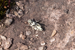 Trimerotropis saxatilis