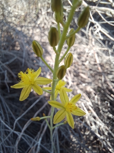 Image of Bulbine favosa by (c) Jared Zachary Herman, some rights reserved (CC BY)