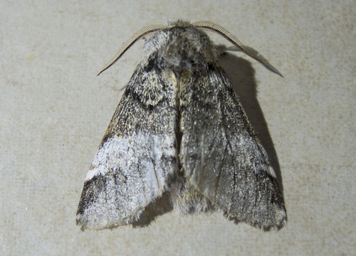 Marbled Brown