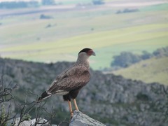 Caracara plancus