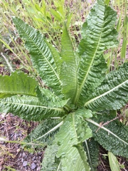 Dipsacus fullonum