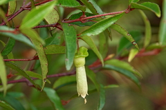 Correa bauerlenii, photograph Max Campbell, CC BY, iNaturalist via GBIF