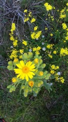 Senecio selloi