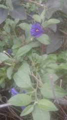 Lycianthes lycioides