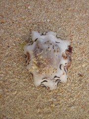 Patelloida saccharina