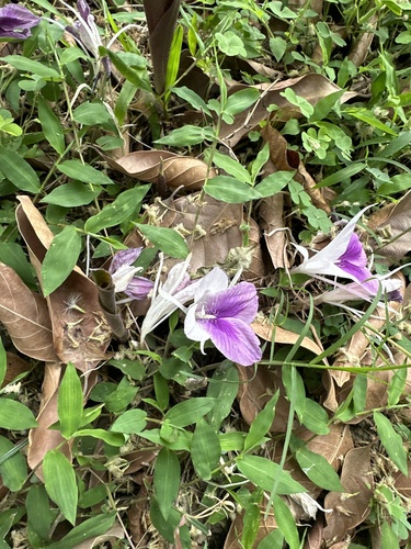 Foto de Bistorta