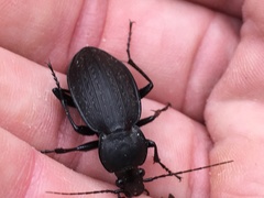 Carabus vinctus