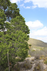 Pinus cembroides