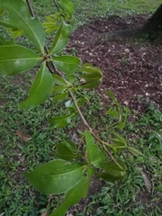 Pochota fendleri