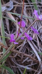 Polygala polygama