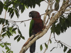 Deroptyus accipitrinus