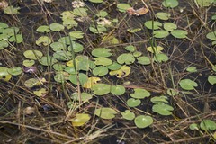 Nymphoides