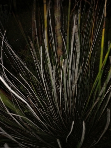 Image of Elegia tectorum by (c) Jared Zachary Herman, some rights reserved (CC BY)