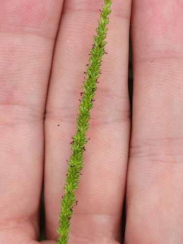 Sacciolepis angustissima