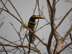 Pteroglossus pluricinctus