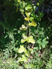Smilax bona-nox