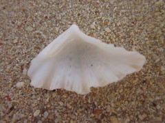 Hippopus hippopus