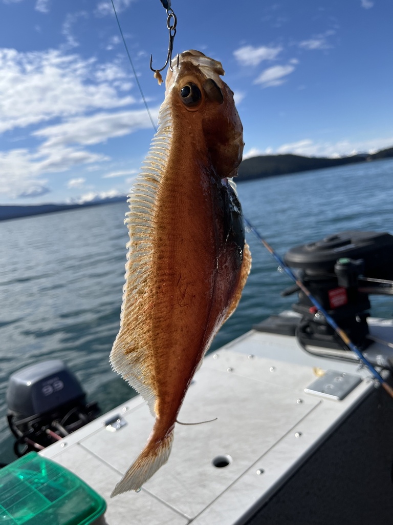 Cigarette paper (Hippoglossoides elassodon) — Pleuronectidae