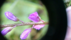 Polygala polygama